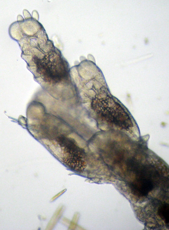 (Micro)mostri marini